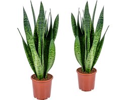 Bloomique - Set van 2 - Sansevieria Zeylanica - Vrouwentong - Kamerplanten - Luchtzuiverend - Zeer Gemakkelijk te Verzorgen - 50-70 cm Hoog - Pot 17 cm