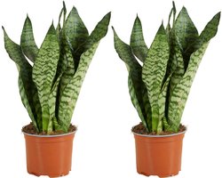 Bloomique - Set van 2 - Sansevieria Zeylanica - Vrouwentong - Kamerplanten - Luchtzuiverend - Zeer Gemakkelijk te Verzorgen - Hoogte 30-40 cm - Pot 12 cm