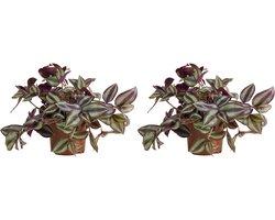 Bloomique - Set van 2 - Tradescantia Violet Hill - Vaderplant - Kamerplanten - Hangplant - Luchtzuiverend - Gemakkelijk te Verzorgen - Hoogte 10-20 cm - Pot 12 cm