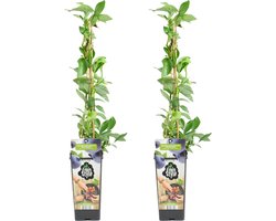 Bloomique - Set van 2 - Vaccinium Corymbosum Goldtraube - Blauwe Bessen Plant - Fruitplanten - Tuinplanten - Winterhard - Hoogte 50-70 cm - Pot 15 cm