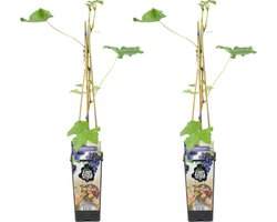 Bloomique - Set van 2 - Vitis Vinifera Boskoop Glory - Druivenplant - Blauwe Druiven - Fruitplanten - Tuinplanten - Winterhard - Hoogte 50-70 cm - Pot 15 cm