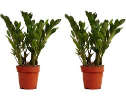 Bloomique - Set van 2 - Zamioculcas Zamiifolia - Kamerpalm - ZZ Plant - Kamerplanten - Luchtzuiverend - Zeer Gemakkelijk in onderhoud - 30-40cm Hoog - Pot 12cm
