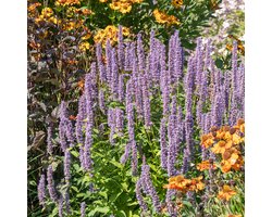Bloomique - Set van 3 - Agastache Blue Fortune - Dropplant - Rijkbloeiend - Trekt bijen en vlinders aan - Winterhard - Vaste plant - 10-20 cm hoog - Pot 9 cm