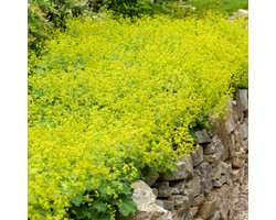 Bloomique - Set van 3 - Alchemilla Mollis - Vrouwenmantel - Tuinplanten - Winterhard - Hoogte 10-20 cm - Pot 9x9 cm