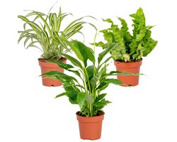 Bloomique - Set van 3 - Badkamerplanten Mix – Spatiphyllum-Asplenium-Chlorophytum – Luchtzuiverend – - 25-45 cm - Pot 12 cm - Hoogte 35-45 cm