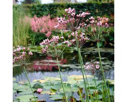 Bloomique - Set van 3 - Butomus Umbellatus - Zwanenbloem - Vijverplanten - Winterhard - 15-25 cm Hoog - Pot 9 cm
