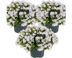 Bloomique - Set van 3 - Campanula Ambella White - Klokjesbloem - Bodembedekker - Tuinplanten - Winterhard - Diervriendelijk - Hoogte 10-20 cm - Pot 10,5 cm
