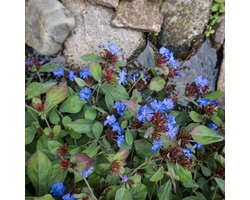 Bloomique - Set van 3 - Ceratostigma Plumbaginoides - Loodkruid - Tuinplanten - Vaste Plant - Rijkbloeiend - Winterhard - 10-20 cm hoog - Pot 9 cm