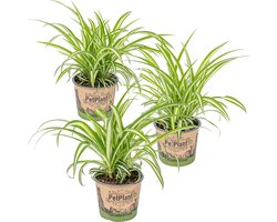 Bloomique - Set van 3 - Chlorophytum Variegatum - Graslelie - Kamerplanten - Luchtzuiverend - Diervriendelijk - Hoogte 20-30 cm - Pot 12 cm