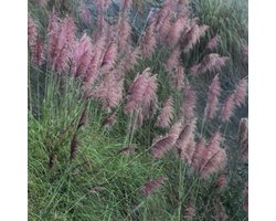 Bloomique - Set van 3 - Cortaderia Selloana Rose Plume - Roze Pampasgras - Tuinplant - Siergras - Winterhard - Vaste plant - 10-20 cm hoog - Pot 9 cm