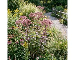 Bloomique - Set van 3 - Eupatorium Purpureum - Koninginnekruid - Leverkruid - Rijkbloeiend - Winterhard - Vaste plant - 10-20 cm hoog - Pot 9 cm