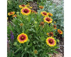 Bloomique - Set van 3 - Gaillardia Arizona Sun - Kokardebloem - Rijkbloeiend - Winterhard - Vaste plant - 10-20 cm hoog - Pot 9 cm