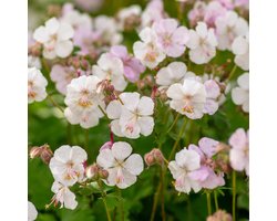 Bloomique - Set van 3 - Geranium Cantabrigiense Biokovo - Ooievaarsbek - Wit-Roze Bloemen - Winterhard - Hoogte 10-20 cm - Pot 9x9 cm