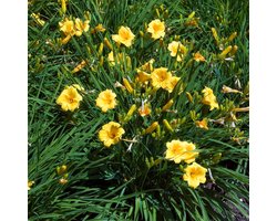 Bloomique - Set van 3 - Hemerocallis Stella d'Oro - Daglelie - Tuinplanten - Winterhard - Hoogte 10-20 cm - Pot 9x9 cm