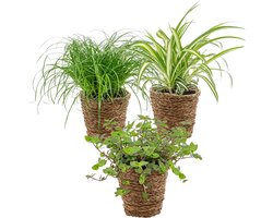 Bloomique - Set van 3 - Huisdiervriendelijk Mix Incl. Zeegras Mand - Huisdiervriendelijk - 15-25 cm - Pot 12 cm - Hoogte 15-25 cm
