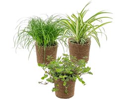 Bloomique - Set van 3 - Huisdiervriendelijk Mix Incl. Zeegras Mand - Huisdiervriendelijk - 15-25 cm - Pot 12 cm - Hoogte 15-25 cm