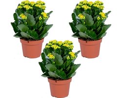 Bloomique - Set van 3 - Kalanchoé - Gele Bloemen - Kamer- en Balkonplant - Hoogte 20-30 cm - Pot 12 cm
