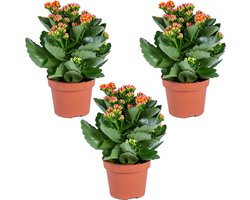 Bloomique - Set van 3 - Kalanchoé - Oranje Bloemen - Kamer- en Balkonplant - Hoogte 20-30 cm - Pot 12 cm