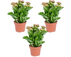 Bloomique - Set van 3 - Kalanchoé - Roze Bloemen - Kamer- en Balkonplant - Hoogte 20-30 cm - Pot 12 cm