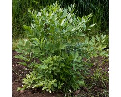 Bloomique - Set van 3 - Levisticum Officinale - Lavas - Maggiplant - Kruidenplanten - Tuinplanten - Winterhard - Hoogte 10-20 cm - Pot 9x9 cm