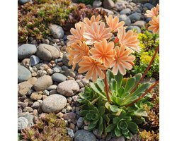 Bloomique - Set van 3 - Lewisia Cotyledon Elise - Bitterkruid - Rijkbloeiend - Winterhard - Vaste plant - 10-20 cm hoog - Pot 9 cm