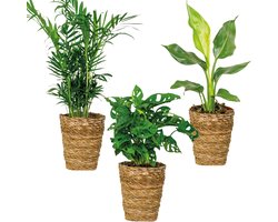 Bloomique - Set van 3 - Luchtzuiverende (be)manden Mix – Luchtzuiverend – - 20-45 cm - Pot 12 cm - Hoogte 30-40 cm