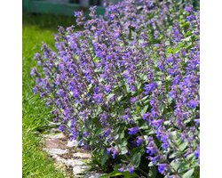 Bloomique - Set van 3 - Nepeta Faassenii - Kattenkruid - Blauwe Bloemen - Winterhard - Hoogte 10-20 cm - Pot 9x9 cm