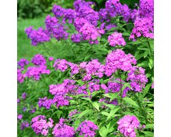 Bloomique - Set van 3 - Phlox Paniculata Laura - Vlambloem - Tuinplanten - Winterhard - Hoogte 10-20 cm - Pot 9x9 cm