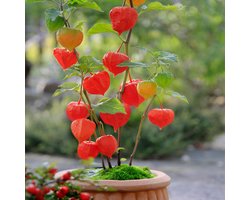 Bloomique - Set van 3 - Physalis Alkekengi Franchetii - Lampionplant - Tuinplanten - Winterhard - Hoogte 10-20 cm - Pot 9x9 cm