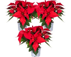 Bloomique - Set van 3 - Poinsettia - Kerstster - Rood - Kamerplanten - Kerstdecoratie - 20-30 cm Hoog - Pot 10,5 cm