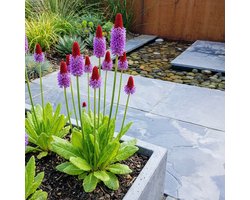 Bloomique - Set van 3 - Primula Vialii - Orchideeprimula - Rijkbloeiend - Winterhard - Vaste plant - 10-20 cm hoog - Pot 9 cm