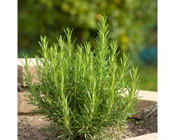 Bloomique - Set van 3 - Rosmarinus Officinalis - Rozemarijn Plant - Kruidenplanten - Tuinplanten - Winterhard - Hoogte 10-20 cm - Pot 9x9 cm