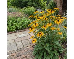 Bloomique - Set van 3 - Rudbeckia Fulgida ‘Goldsturm’ - Zonnehoed - Rijkbloeiend - Winterhard - Vaste plant - 10-20 cm hoog - Pot 9 cm