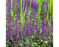 Bloomique - Set van 3 - Salvia Nemorosa Ostfriesland - Salie - Paarse Bloemen - Tuinplanten - Winterhard - Hoogte 10-20 cm - Pot 9x9 cm
