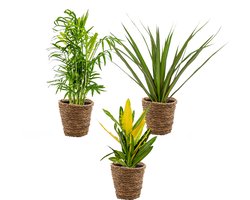 Bloomique - Set van 3 - Tropische kamerplanten mix Incl. Zeegras Mand – Luchtzuiverend – - 25-40 cm - Pot 12 cm - Hoogte 35-45 cm
