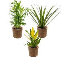 Bloomique - Set van 3 - Tropische kamerplanten mix Incl. Zeegras Mand Lux – Luchtzuiverend – - 25-40 cm - Pot 12 cm - Hoogte 35-45 cm