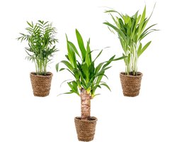 Bloomique - Set van 3 - Tropische Palmen Mix Incl. Zeegras Mand – Onderhoudsvriendelijk - 20-45 cm - Pot 12 cm - Hoogte 35-45 cm