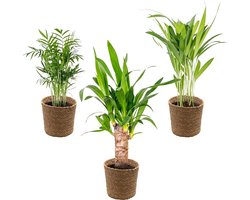 Bloomique - Set van 3 - Tropische Palmen Mix Incl. Zeegras Mand – Onderhoudsvriendelijk - 20-45 cm - Pot 12 cm - Hoogte 35-45 cm