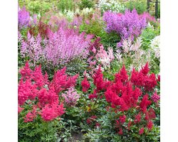 Bloomique - Set van 6 - Astilbe Fanal - Pluimspirea - Tuinplant - Rijkbloeiend - Winterhard - Vaste plant 10-20 cm hoog - Pot 9 cm