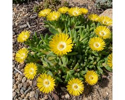 Bloomique - Set van 6 - Delosperma Congestum - Ijsbloem - Tuinplanten - Vaste Plant - Rijkbloeiend - Winterhard 10-20 cm hoog - Pot 9 cm