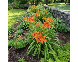 Bloomique - Set van 6 - Hemerocallis Sammy Russell - Daglelie - Rijkbloeiend - Winterhard - Vaste plant - 10-20 cm hoog - Pot 9 cm