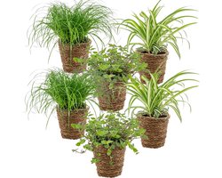 Bloomique - Set van 6 - Huisdiervriendelijke planten - Chlorophytum, Cyperus, Callisia - Kamerplanten - 20-30 cm Hoog - in Rotan Mand 12 cm