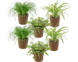 Bloomique - Set van 6 - Huisdiervriendelijke planten - Chlorophytum, Cyperus, Callisia - Kamerplanten - 20-30 cm Hoog - in Zeegras Mand 12 cm