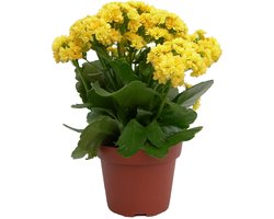 Bloomique - Set van 6 - Kalanchoé - Gele Bloemen - Kamer- en Balkonplant - Hoogte 20-30 cm - Pot 12 cm