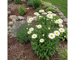 Bloomique - Set van 6 - Leucanthemum Silberprinzessche - Margriet - Rijkbloeiend - Winterhard - Vaste plant - 10-20 cm hoog - Pot 9 cm