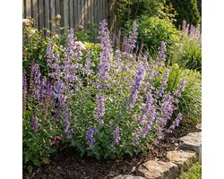 Bloomique - Set van 6 - Nepeta faassenii - Kattenkruid - Winterhard - Vaste Plant - Bijvriendelijk - 10-20cm Hoog - Pot 9cm