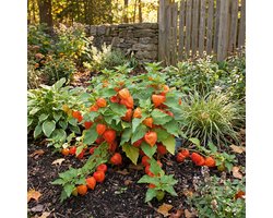 Bloomique - Set van 6 - Physalis Alkekengi Franchetii - Lampionplant - Winterhard - Vaste plant - 10-20 cm hoog - 9 cm pot