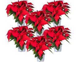Bloomique - Set van 6 - Poinsettia - Kerstster - Rood - Kamerplanten - Kerstdecoratie - 20-30 cm Hoog - Pot 10,5 cm