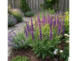 Bloomique - Set van 6 - Salvia Ostfriesland - Salie - Winterhard - Vaste Plant - Bijvriendelijk - 10-20cm Hoog - Pot 9cm