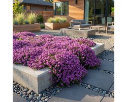 Bloomique - Set van 6 - Thymus Red Carpet - Rode Tijm - Winterhard - Vaste Plant - Bodembedekker - Groenblijvend - 10-20cm Hoog - Pot 9cm